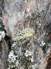 Usnea
