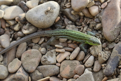 Lacerta strigata