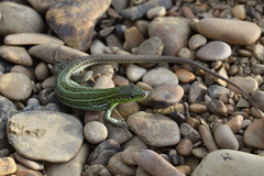 Lacerta strigata