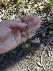 Asparagus verticillatus