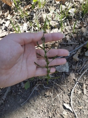 Asparagus verticillatus