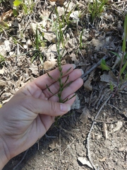 Asparagus verticillatus