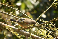 Trochalopteron variegatum