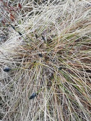 Eriophorum vaginatum