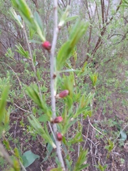 Prunus triloba