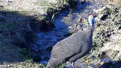 Numida meleagris mitratus