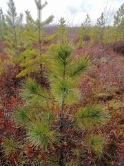 Pinus sibirica