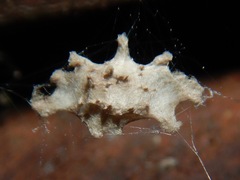 Uloborus diversus