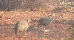 Numida meleagris mitratus