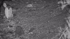 Opuntia stricta stricta