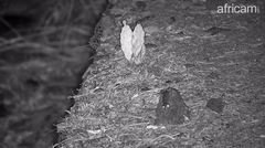 Opuntia stricta stricta