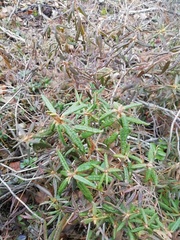 Rhododendron tomentosum