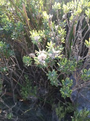 Psoralea mundiana