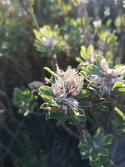 Psoralea mundiana
