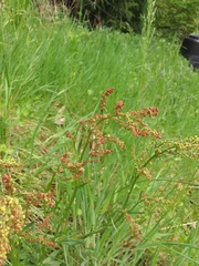 Rumex acetosella acetosella