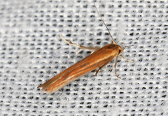 Stathmopoda chalcotypa