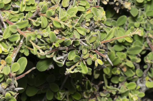 Image of Rhamnus pichleri by (c) Eleftherios Katsillis, some rights reserved (CC BY)