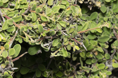 Rhamnus pichleri