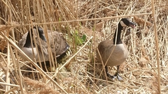 Branta canadensis