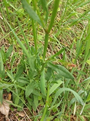 Rumex acetosella acetosella