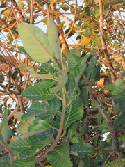 Ficus trichopoda