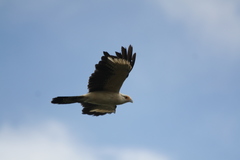 Daptrius chimachima