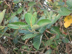 Ficus trichopoda