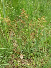 Rumex acetosella acetosella