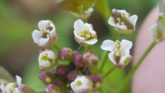Capsella bursa-pastoris
