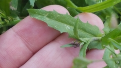 Capsella bursa-pastoris