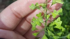 Capsella bursa-pastoris