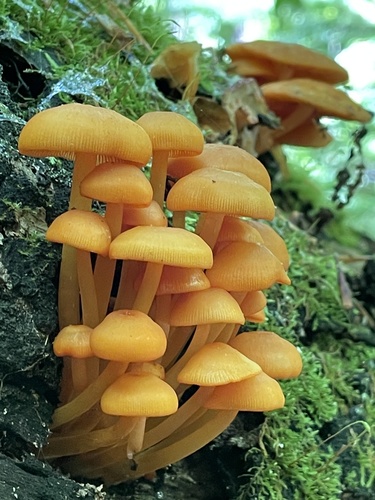 orange mycena (Mycena leana)