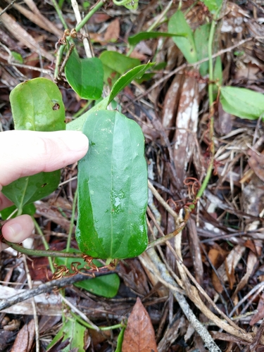 Earleaf greenbrier (Smilax auriculata)