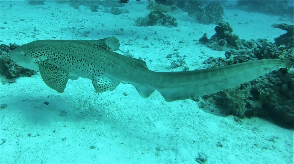 Spotted zebra shark swimming over sand near coral