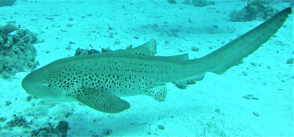 Zebra shark swimming low over pale sand