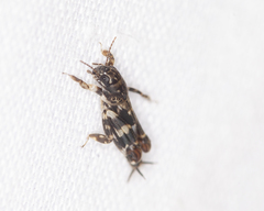 Ellipes minuta