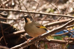 Trochalopteron variegatum