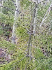 Pinus sibirica