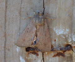 Litoprosopus futilis