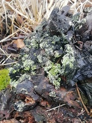 Cladonia