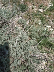 Artemisia fragrans