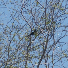 Crotophaga sulcirostris
