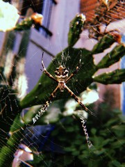 Argiope argentata