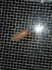 Ponana