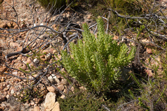 Leucospermum bolusii
