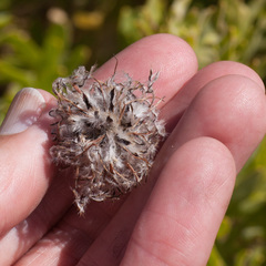 Leucospermum bolusii