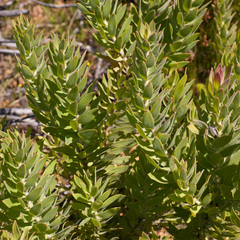 Leucospermum bolusii