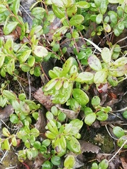 Vaccinium vitis-idaea