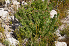 Leucospermum bolusii