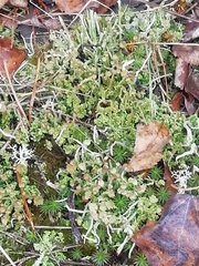Cladonia